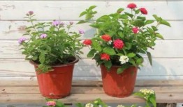 侠岚最新爆料新闻直播视频,揭秘神秘势力与侠岚联盟的激战风云